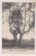 CPA DPT 80 LUCHEUX, L ARBRE DES EPOUSAILLES - Lucheux