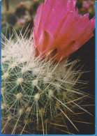 POSTCARD FLOWERS CACTUSSES CACTUS UNUSED - Cactusses