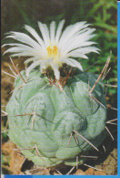 POSTCARD FLOWERS CACTUSSES CACTUS UNUSED - Cactus