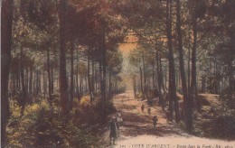 Cp , 40 , LANDES , CÔTE D'ARGENT , Route Dans La Forêt - Aquitaine