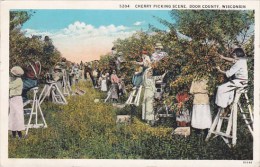 Cherry Picking Scene Door County Racine Wisconsin - Racine