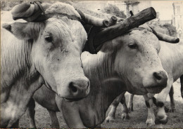 Photo Véritable Pieere ARTAUD - Sérénité - Boeufs Attelés - Altri & Non Classificati