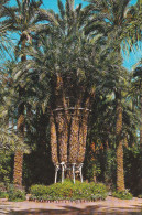 España--Alicante--Elche--Huerto Del Cura--Palmera Imperial De Los Ocho Brazos--200, Años - Bäume