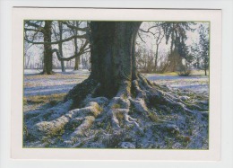 Tree Arbre - Bäume