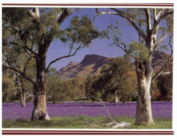 (PF 368) Australia - SA - Flinders Ranges Wilpena Homestead - Flinders Ranges