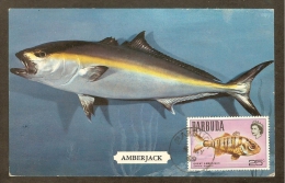 BARBUDA Carte Maximum - Grande Sériole - Antigua And Barbuda (1981-...)