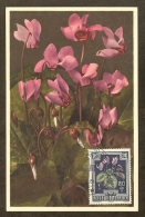 AUTRICHE Carte Maximum - Cyclamen - Cartes-Maximum (CM)