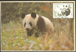 CHINE Carte Maximum - Pandas - Cartes-maximum