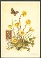 BULGARIE Carte Maximum - Tussilago Farfara - Other & Unclassified