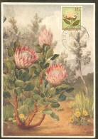 CONGO BELGE Carte Maximum - Protea - Other & Unclassified