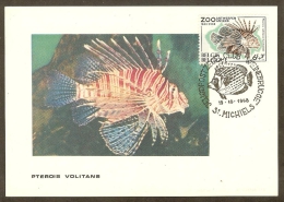 BELGIQUE Carte Maximum - Pterois Volitans - Autres & Non Classés