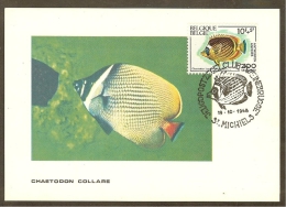 BELGIQUE Carte Maximum - Chaetodon Lunula - Andere & Zonder Classificatie