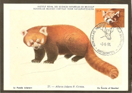 BELGIQUE Carte Maximum - Panda - Autres & Non Classés