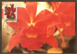 BELGIQUE Carte Maximum - Sophrolaeliocattleya - Andere & Zonder Classificatie