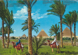 Gizeh - The Giza Pyramids - Camel - Gizeh