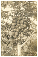 (PF 615) Australia - Posted From USA To Australia - Show Exotic Tree And Fruits ? (very Old) - Bäume