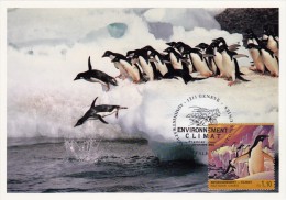 NATIONS UNIES Carte Maximum - Pingouins - Cartoline Maximum