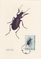 POLOGNE Carte Maximum - Carabus Violaceus - Maximum Cards