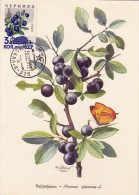 URSS Carte Maximum - Vaccinium Myrtillus - Sonstige & Ohne Zuordnung