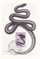 RWANDA Carte Maximum - Dasypeltis - Other & Unclassified