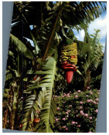 (632) Canry Islands - Banana Tree - Bäume