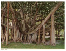 (536) USA - Hawaii - Banyan Tree - Bäume