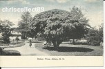 Carte Postale : China Tree , Aiken - Aiken