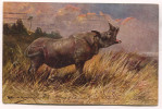 Rhino Nashorn, Art PC 1935. - Rhinocéros