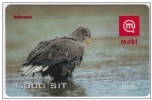 SLOVENIA Prepaid Phonecard Bird, Eagle  Belorepec Haliaeetus Albicilla 31.12.2001 - Arenden & Roofvogels