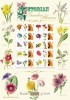 GB 2009 VICTORIAN GARDEN FLOWERS HISTORY OF BRITAIN Nº 36 SMILER SHEET SC-BC-208 - Smilers Sheets