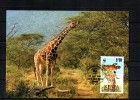 KENYA   Carte  Maxi  WWF  Panda   Girafe - Girafes