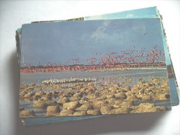 Dutch Antilles Bonaire Flamingo Colony - Bonaire