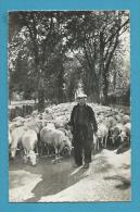 CPSM 927 - Berger Cévenol Avec Son Troupeau De Moutons VALLERAUGUE - MONT-AIGOUAL 30 - Valleraugue
