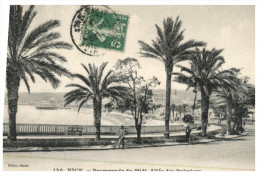 (DEL 716) Very Old Postcard - WWI Era - France - Nice Palm Tree - Arbres