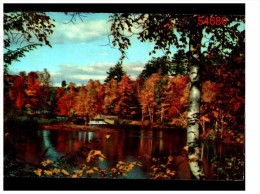 Arbres Et Un Lac - Trees