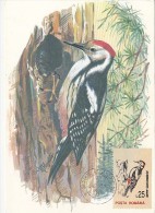 BIRDS, GREAT SPOTTED WOODPECKER, CM, MAXICARD, CARTES MAXIMUM, 1993, ROMANIA - Pics & Grimpeurs