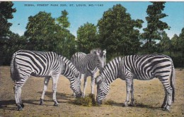 Zebras At Forest Park Zoo St Louis Missouri - Zèbres