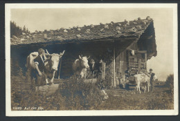 CPA - Suisse - Schweiss - " Auf Der Alp " - Cachet HERGISWILL   // - Hergiswil