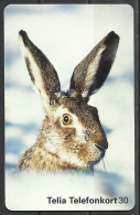 Sweden, A Rabbit In The Snow,  1997. - Kaninchen