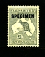 AUSTRALIA - 1935  KANGAROO  £ 1 GREY  C Of A  WATERMARK  OVERPRINTED  SPECIMEN Type D MINT NH  SG137 - Nuovi