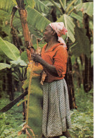 CP - PHOTO - BANANERAIE EN AFRIQUE - BERNARD GERARD - Trees