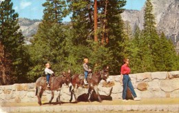 Yosemite National Park , California  Stables Donkeys  BSY-85 - Yosemite