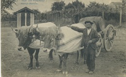 64 - Attelage Béarnais. - Bearn