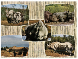 (246) African Rhinoceros - Rhinocéros