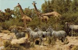 Mnt524 Animals Animaux Zebra Zebre Giraffe Africa Veldt Steppe Nature Wild - Zèbres