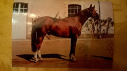 19 Haras De Pompadour Arnac Votez-bien étalon Anglo-Arabe - Arnac Pompadour