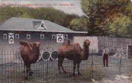 Moila's Camels Krug's Park Saint Joseph Missouri 1913 - St Joseph