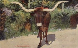 A Texas Longhorn San Antonio Texas 1914 - St Joseph