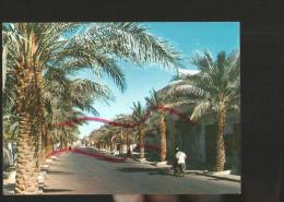 Cpm St000965 Ghardaia Avenue Du 1er Novembre 1954 - Ghardaïa