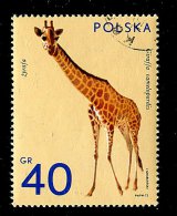 (cl.12 - P.26) Pologne Ob N°  2008 (ref. Michel Au Dos) - Girafe - - Girafes